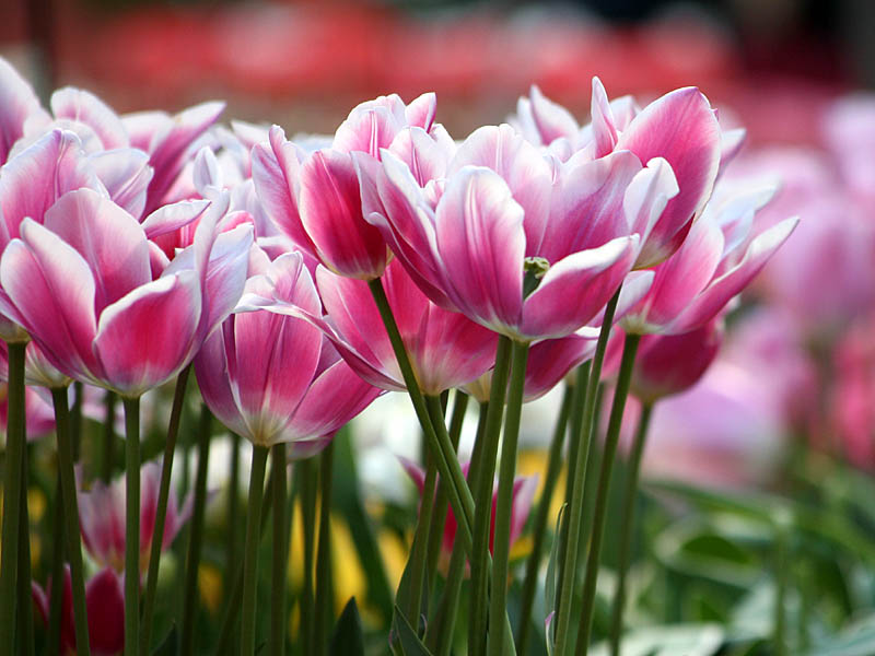 keukenhof20.jpg