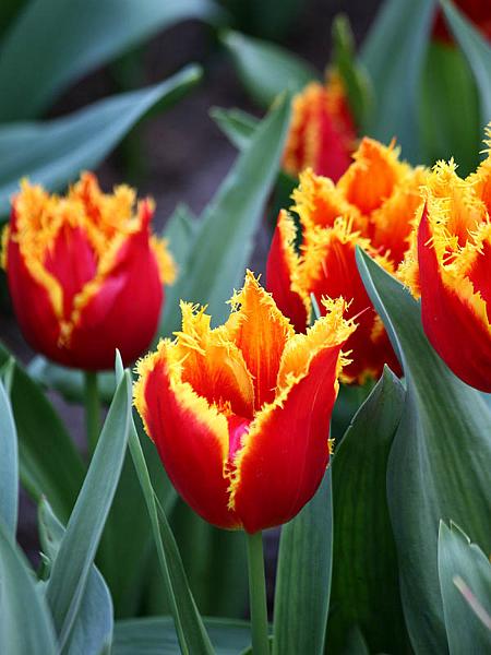 keukenhof22.jpg