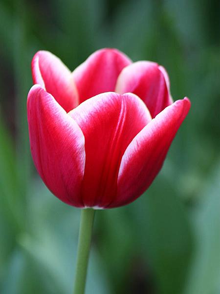 keukenhof24.jpg
