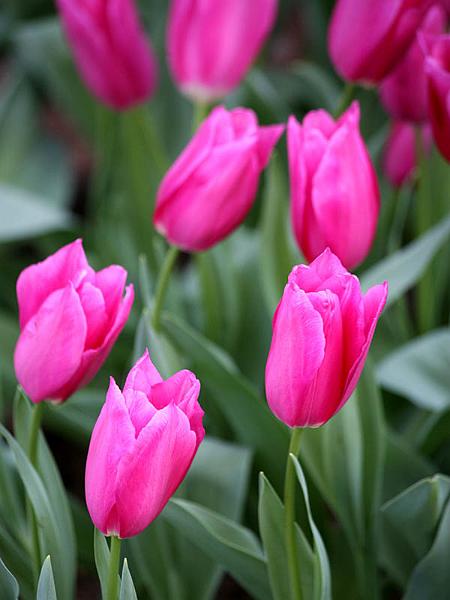 keukenhof26.jpg