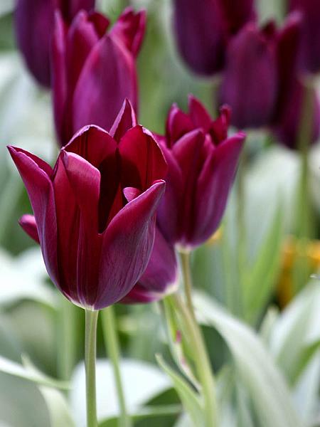 keukenhof27.jpg