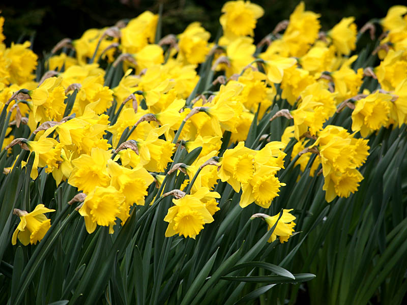 keukenhof28.jpg