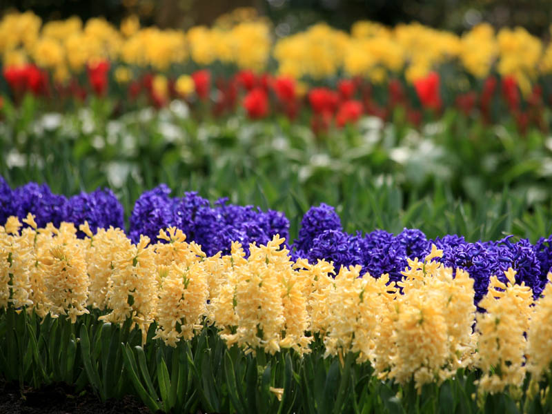keukenhof29.jpg