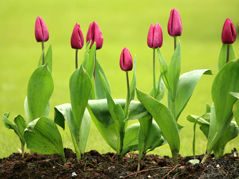 keukenhof31.jpg