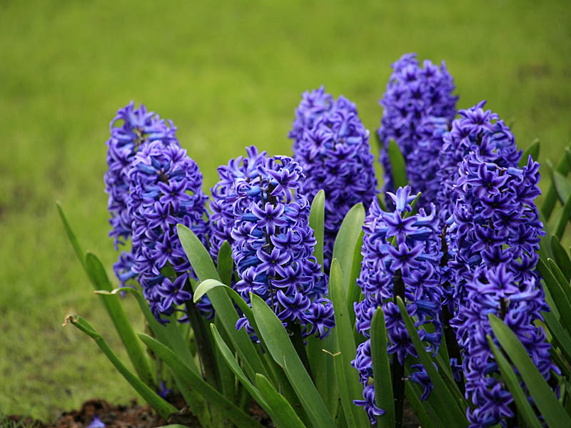 keukenhof32.jpg