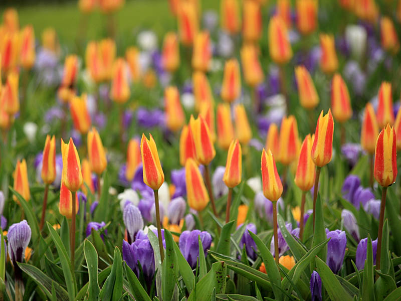 keukenhof33.jpg