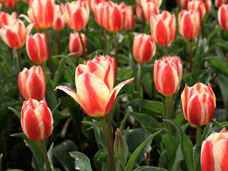 keukenhof34.jpg