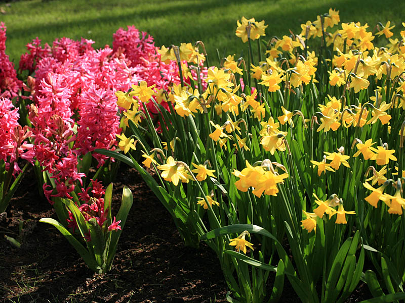 keukenhof36.jpg