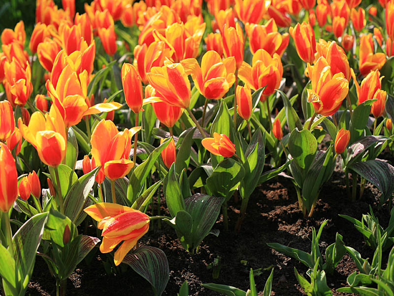 keukenhof37.jpg
