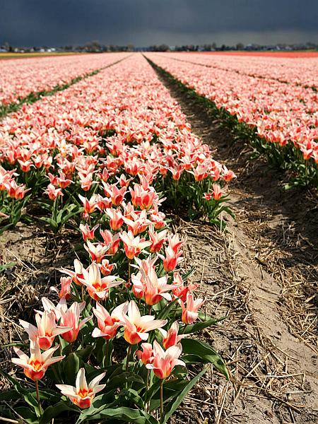 keukenhof39.jpg