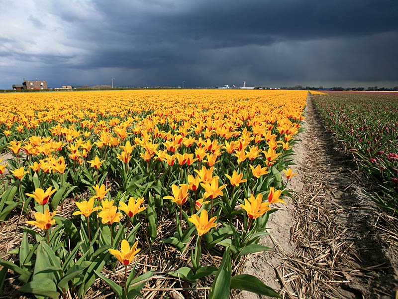 keukenhof40.jpg