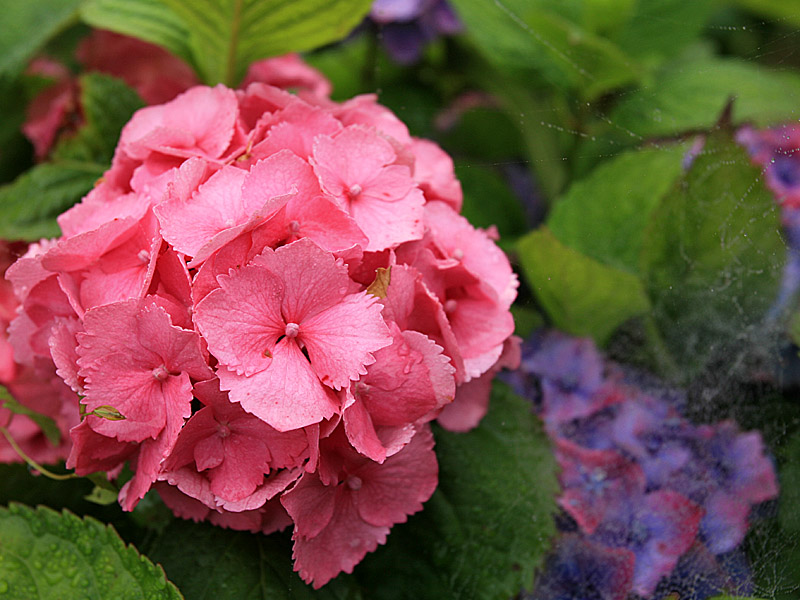 garden01.jpg