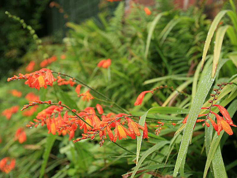 garden03.jpg