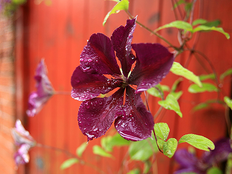 garden04.jpg