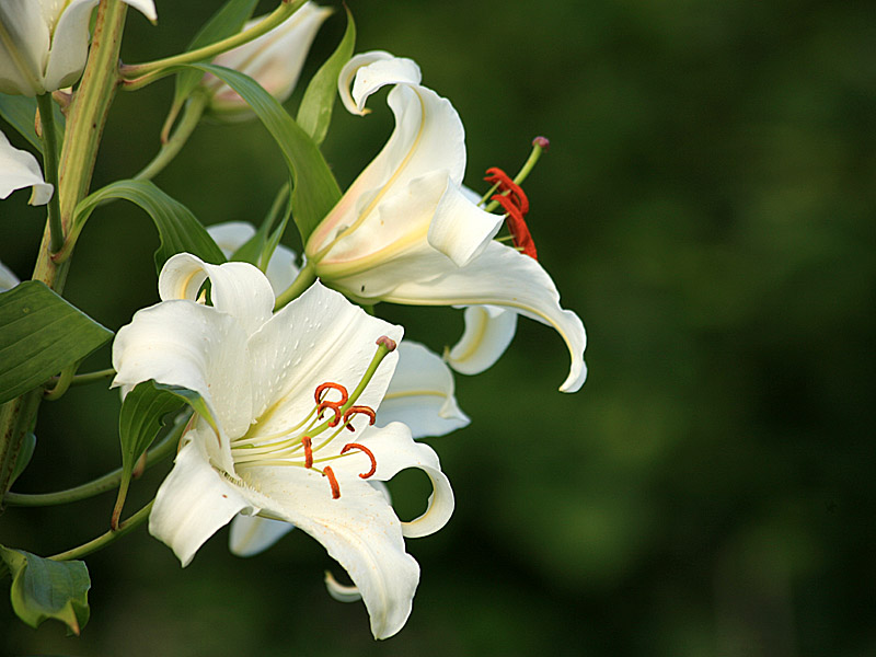garden06.jpg