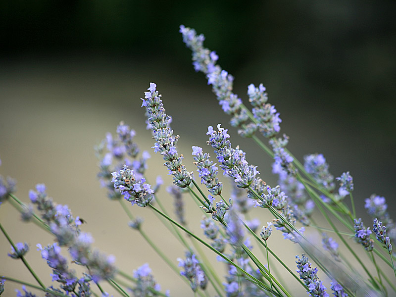 garden07.jpg