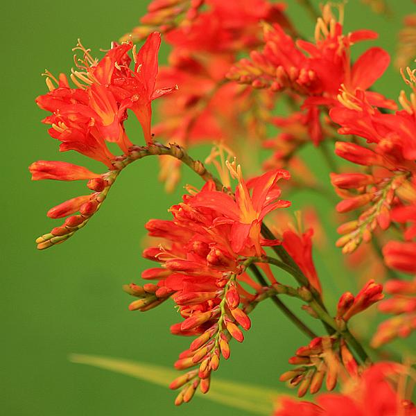 garden09.jpg