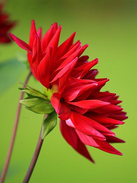 garden10.jpg