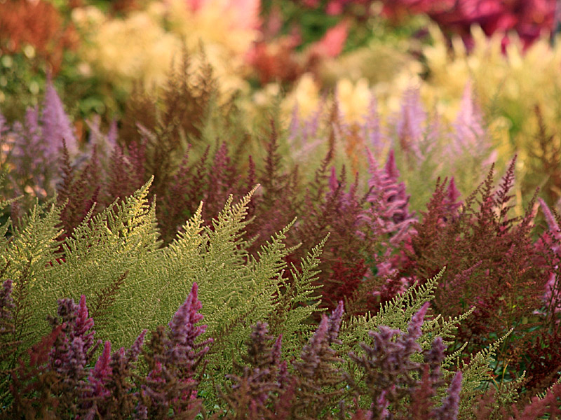 garden12.jpg