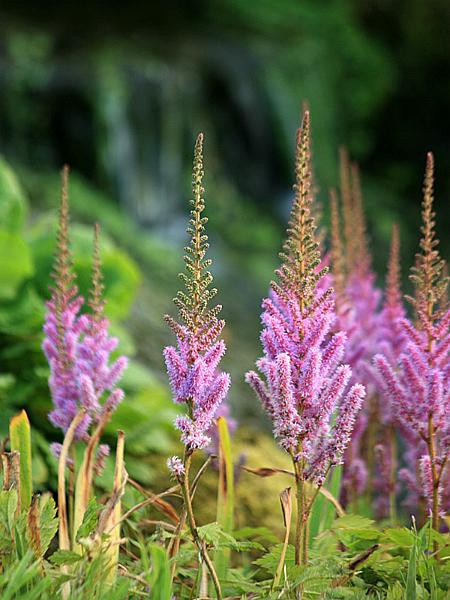 garden17.jpg