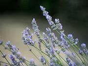 garden07