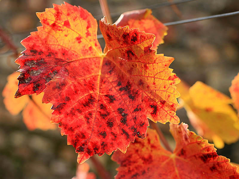 fall06-03.jpg
