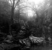 whiteoak