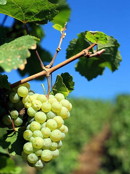 mosel03.jpg