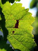mosel04