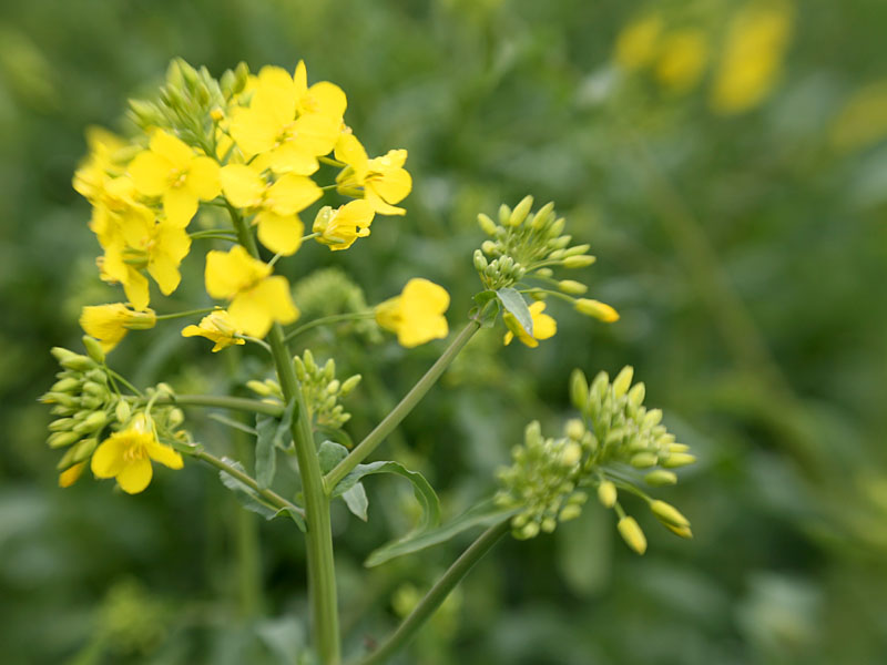 rapeseed2.jpg