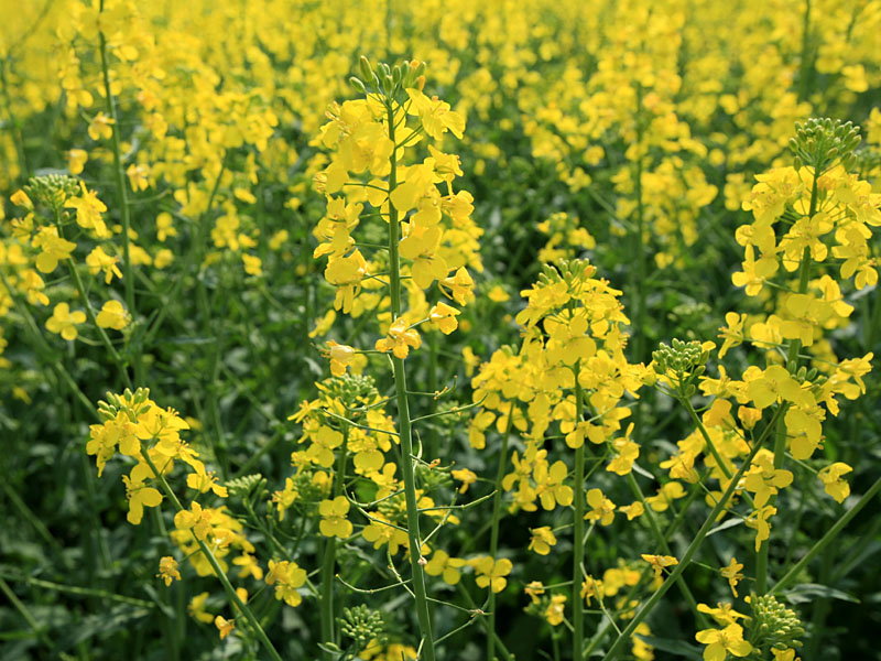 rapeseed5.jpg