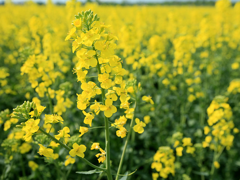rapeseed7.jpg