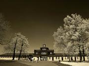 Buchenwald