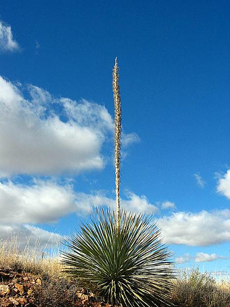 huachuca086.jpg