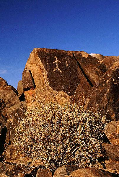 ironwood2.jpg