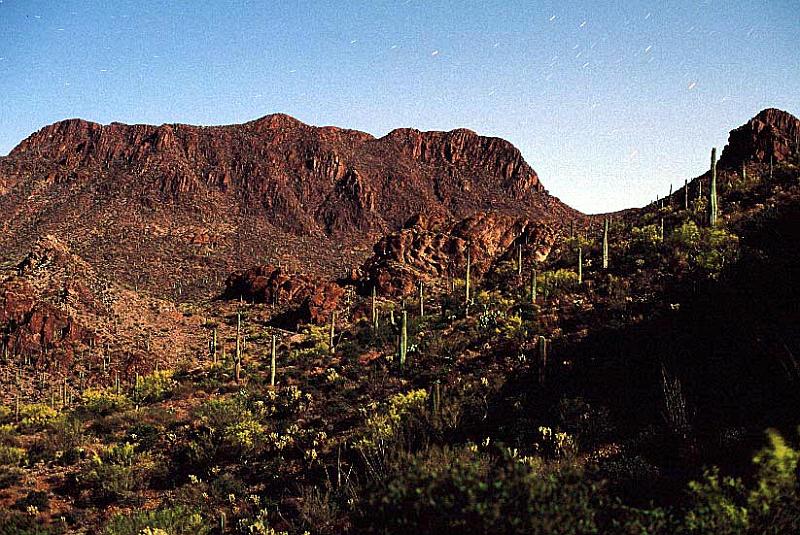 saguar_moon2.jpg