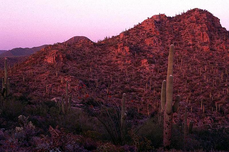 saguaro-w_1.jpg