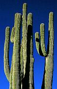 ironwood1