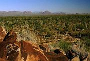 ironwood3