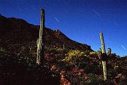 saguar_moon1