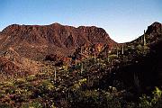 saguar_moon2