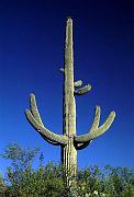 saguaro-e_1