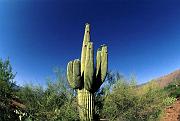 saguaro-e_2