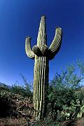 saguaro-e_3