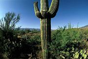 saguaro-e_4