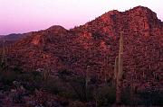 saguaro-w_1