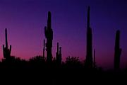 Sonoran_Desert