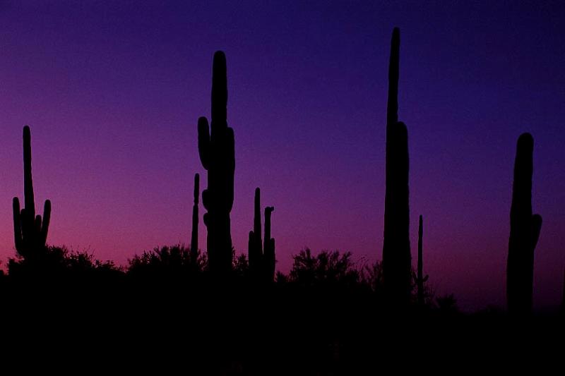 saguaro-w_2.jpg